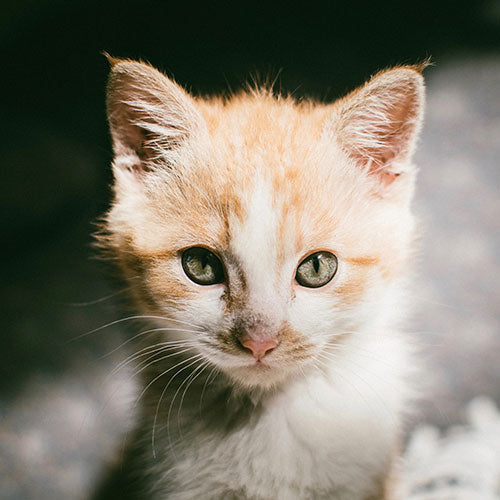 Gatos perdidos