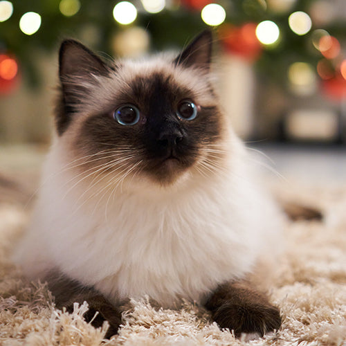 Viviendo La Navidad Con Tu Gato