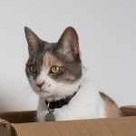 Mudanzas con gatos