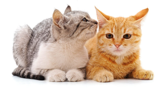 Introducción De Dos Gatos